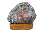 Rainbow Petrified Wood Round