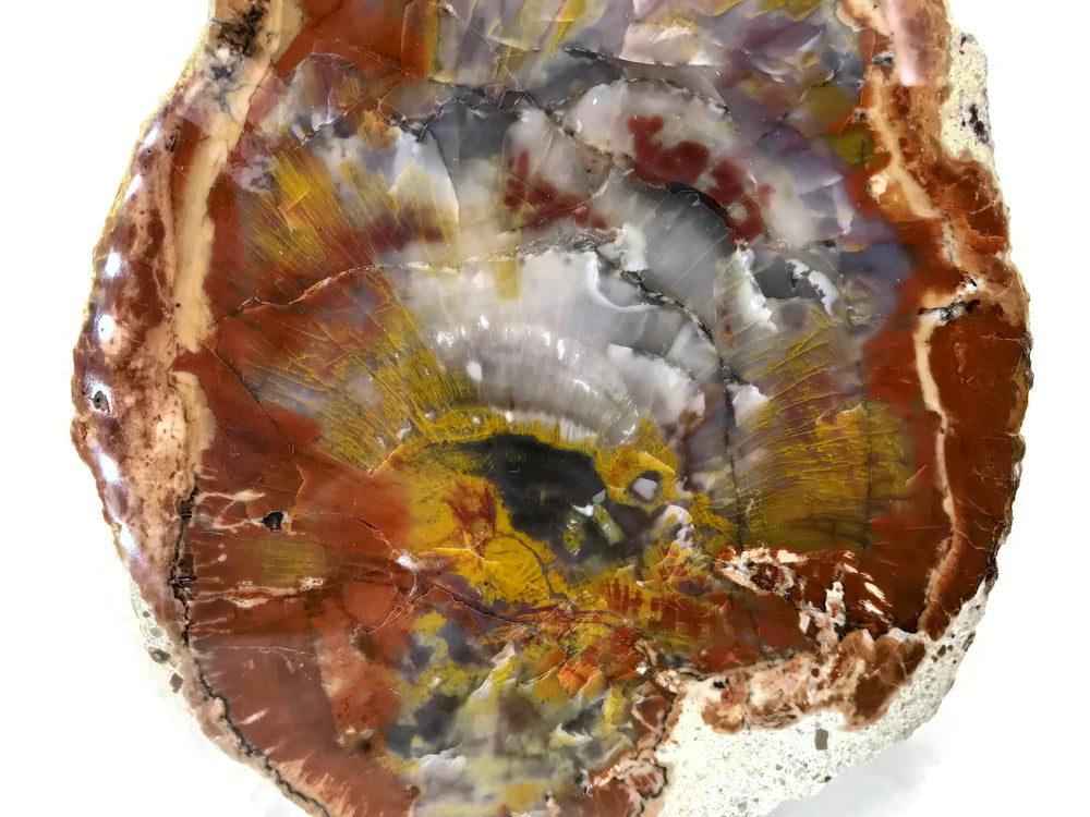 Arizona Rainbow Petrified Wood Slab