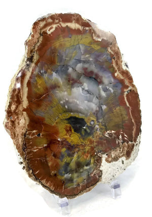 Arizona Rainbow Petrified Wood Slab