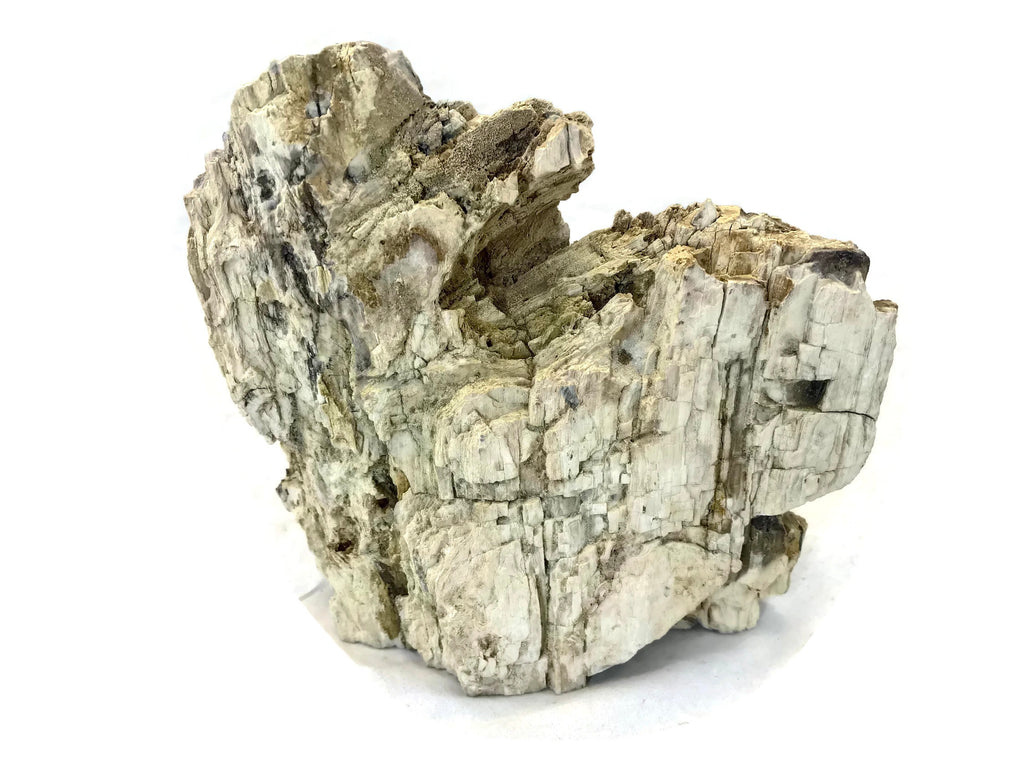 McDermitt Petrified Wood Branch