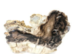 McDermitt Petrified Wood Branch