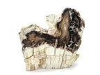 McDermitt Petrified Wood Branch