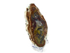 Rainbow Petrified Wood Slab