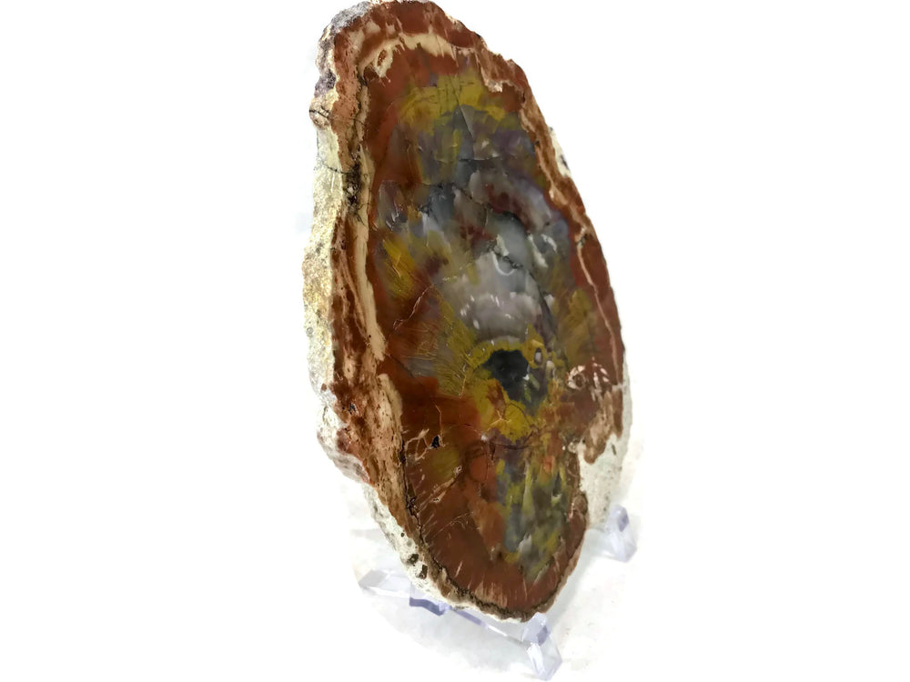 Arizona Rainbow Petrified Wood Slab