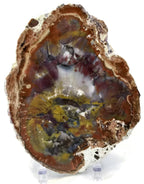 Rainbow Petrified Wood Slab