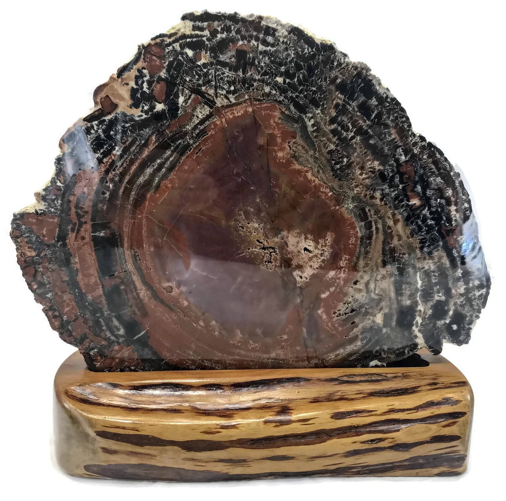 Rainbow Petrified Wood Round