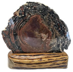 Rainbow Petrified Wood Round