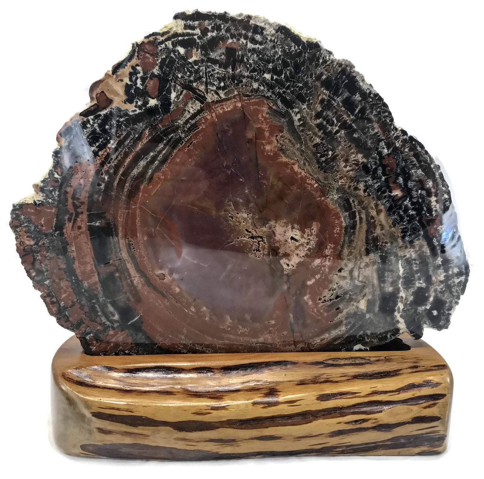 Rainbow Petrified Wood Round