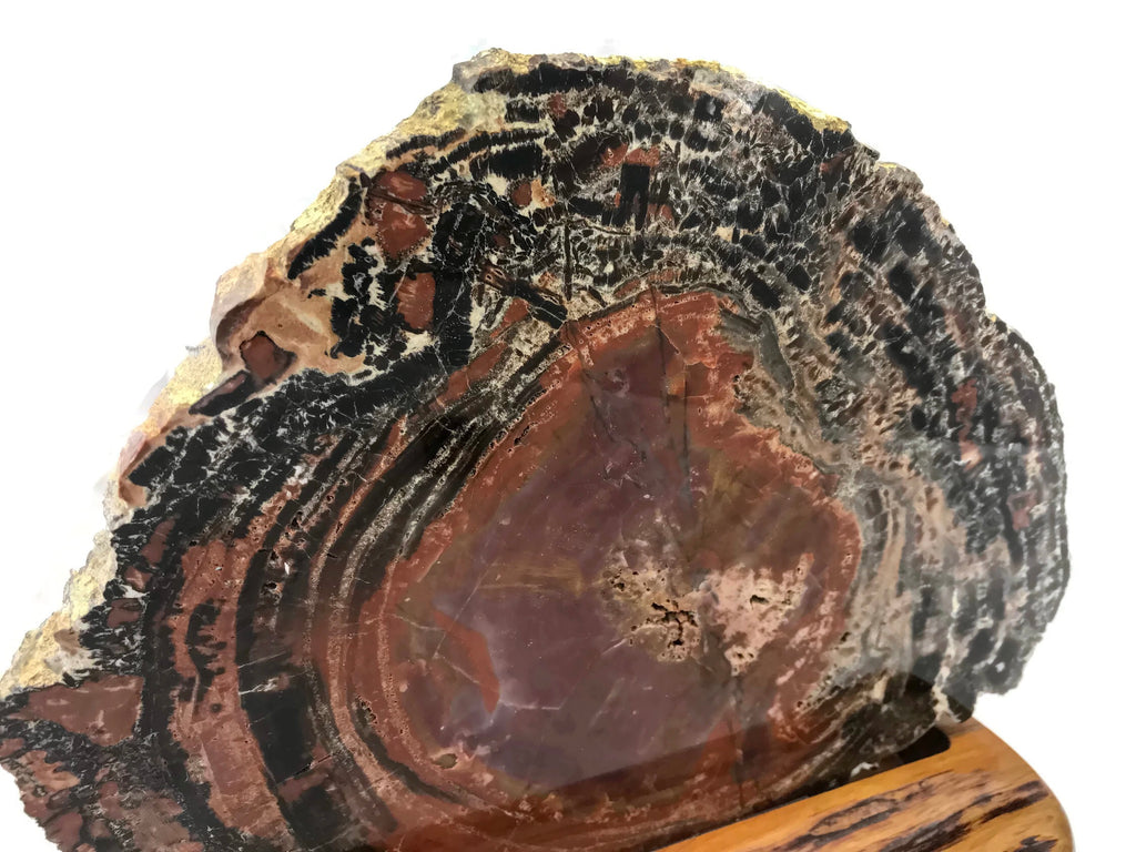 Rainbow Petrified Wood Round