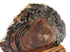 Rainbow Petrified Wood Round