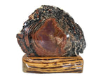 Rainbow Petrified Wood Round