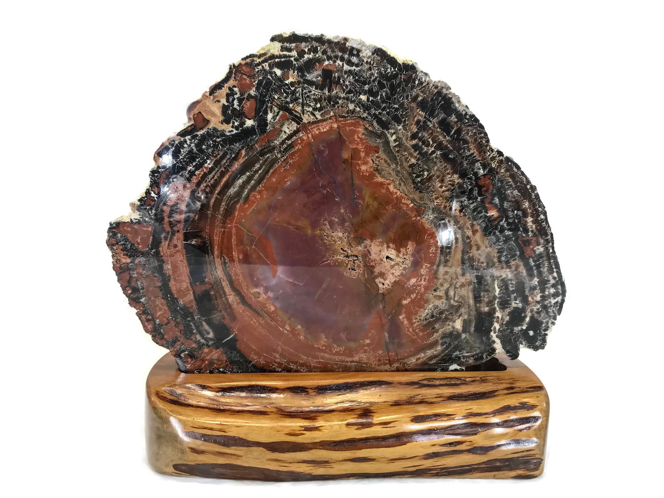 Rainbow Petrified Wood Round