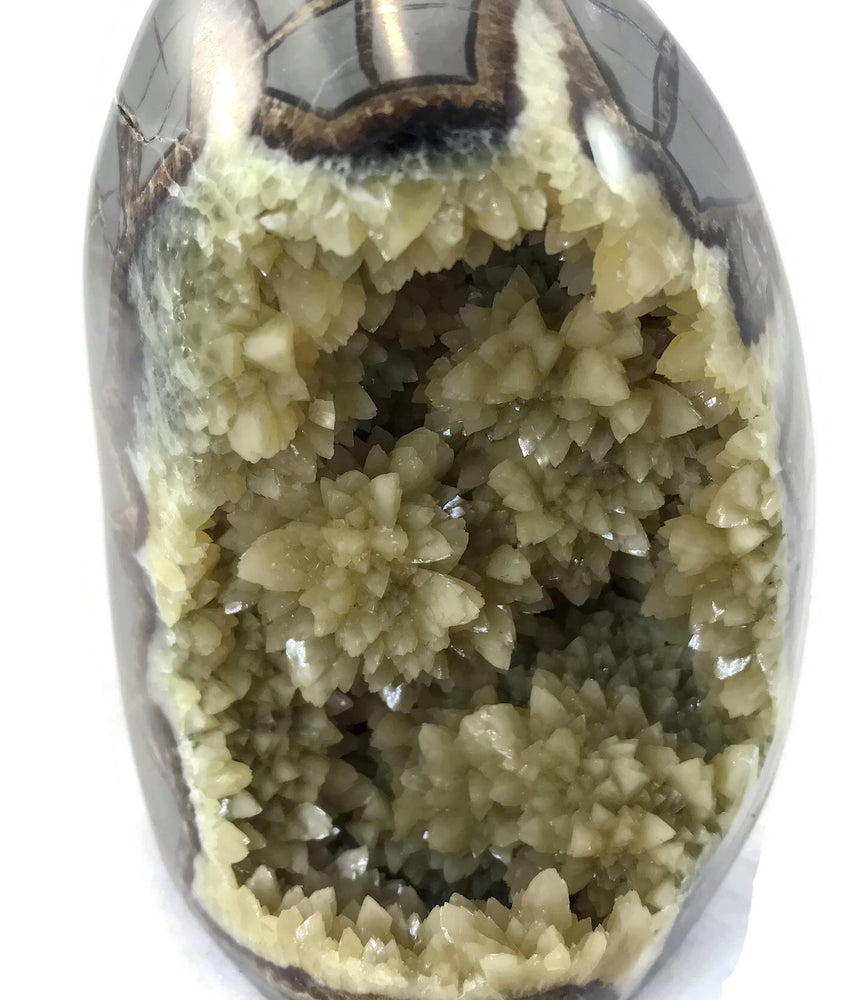 Polished Septarian Nodule