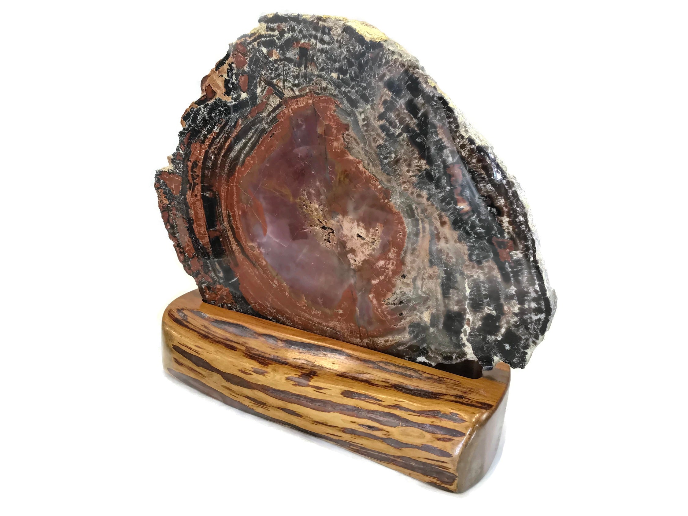 Rainbow Petrified Wood Round