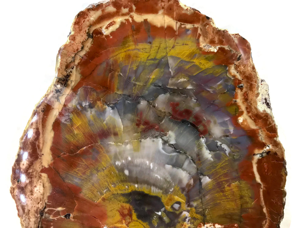 Arizona Rainbow Petrified Wood Slab