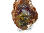 Rainbow Petrified Wood Slab